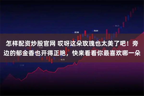 怎样配资炒股官网 哎呀这朵玫瑰也太美了吧！旁边的郁金香也开得正艳，快来看看你最喜欢哪一朵